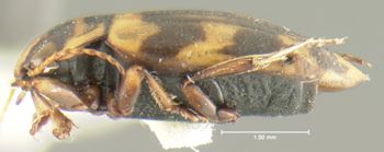 Media type: image;   Entomology 23916 Aspect: habitus lateral view